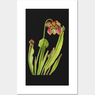 Catesby Pitcherplant - Sarracenia catesaei - Walcott - Botanical Illustration Posters and Art